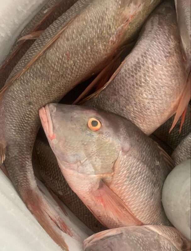 Pargo