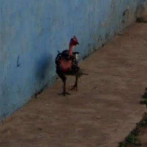 Introduction to chicken road online